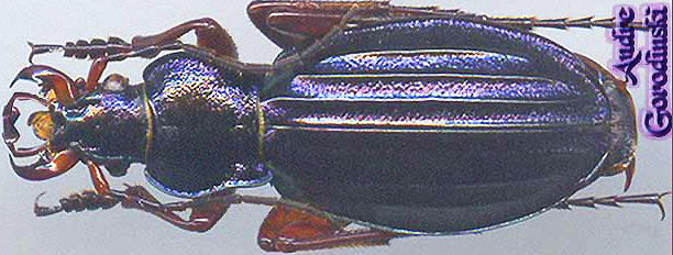 http://www.gorodinski.ru/carabus/Chrysocarabus auronitens cupreonitens.jpg